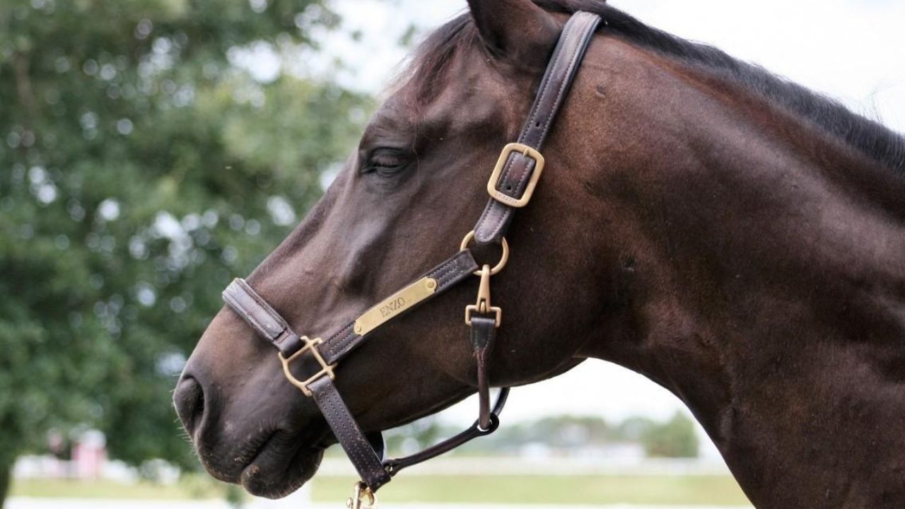 Acessórios essenciais para o Cavalo