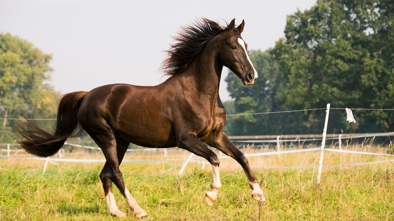 Alimentos proibidos para os cavalos