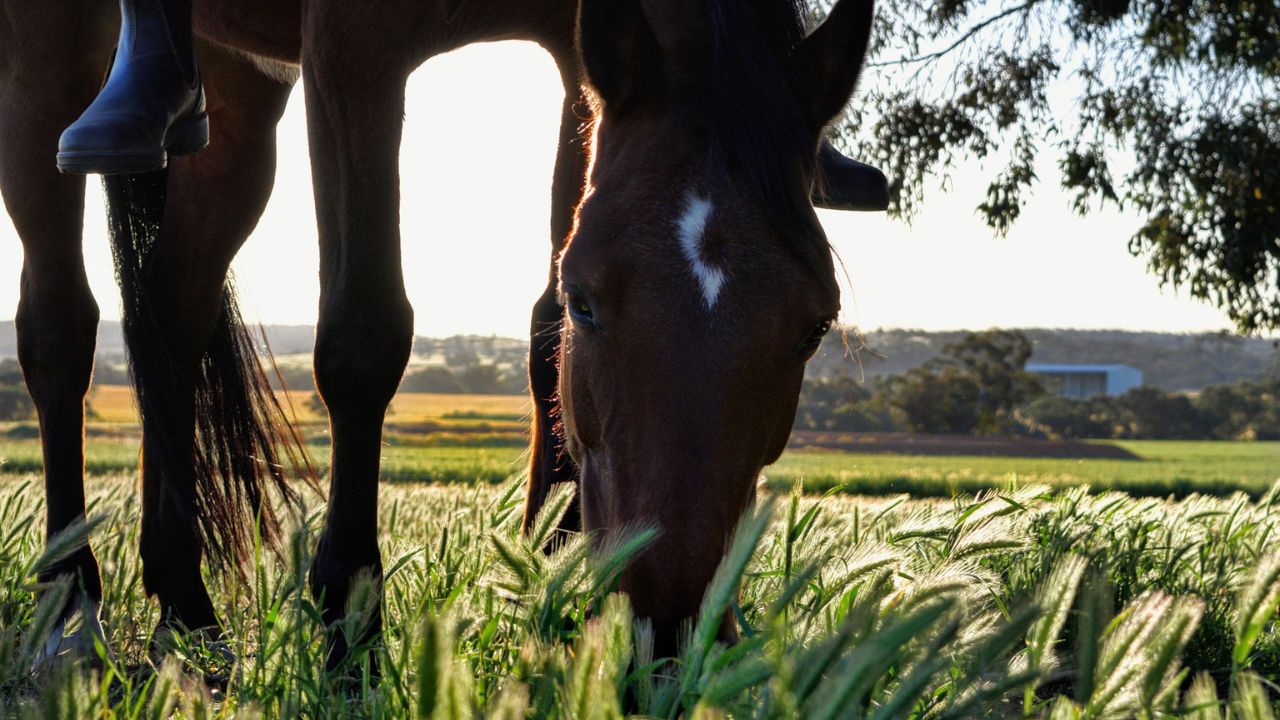 Alimentos proibidos para os cavalos