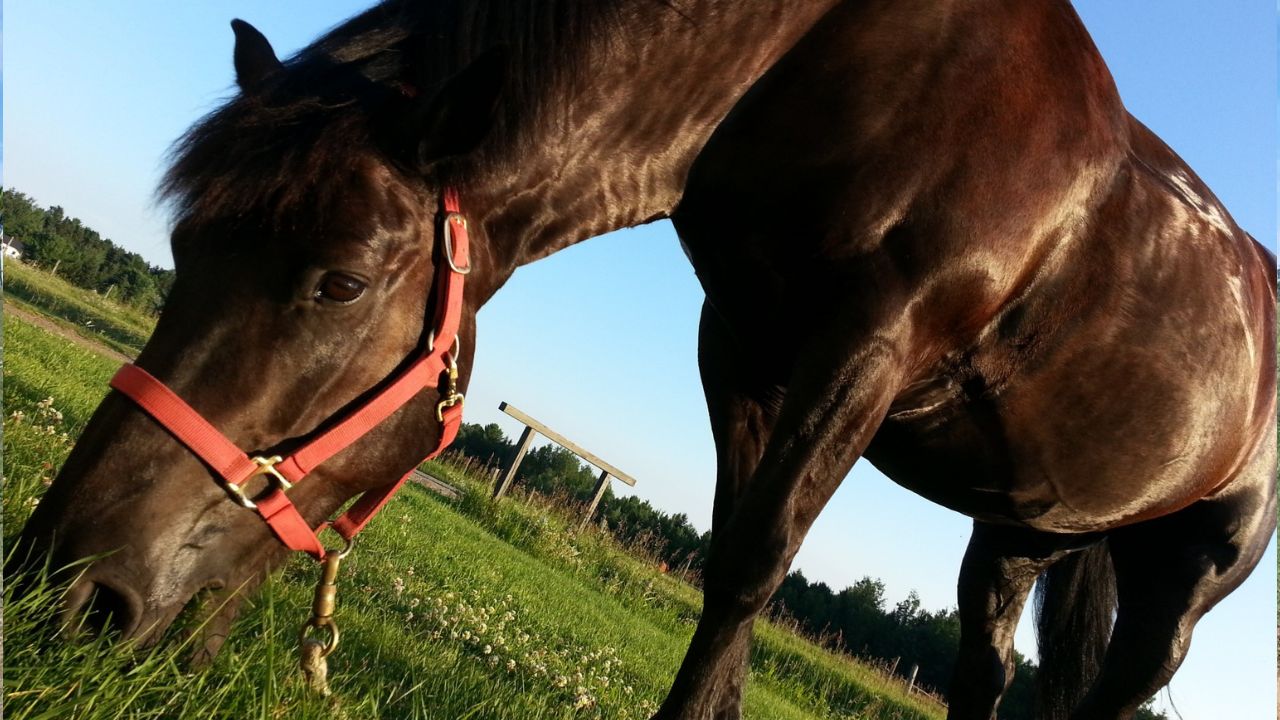 Alimentos proibidos para os cavalos