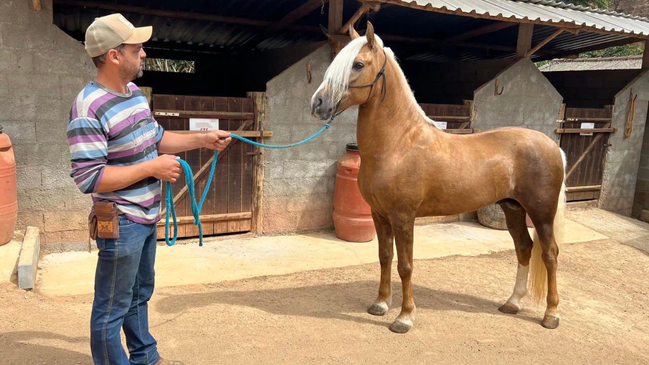 Como cuidar de seus cavalos no calor