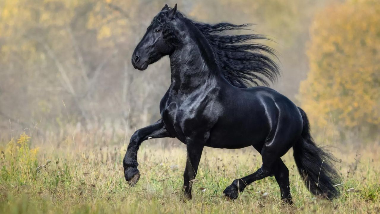 Como cuidar de seus cavalos no calor