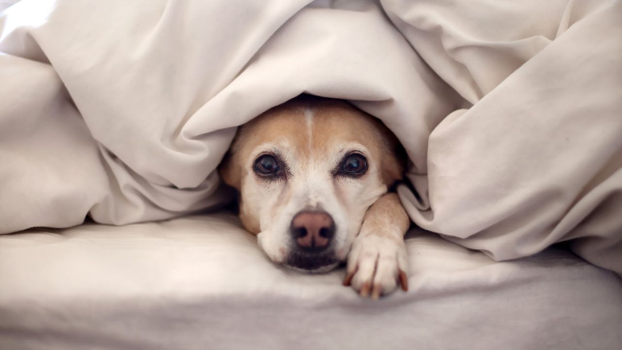 Como proteger seus animais do frio