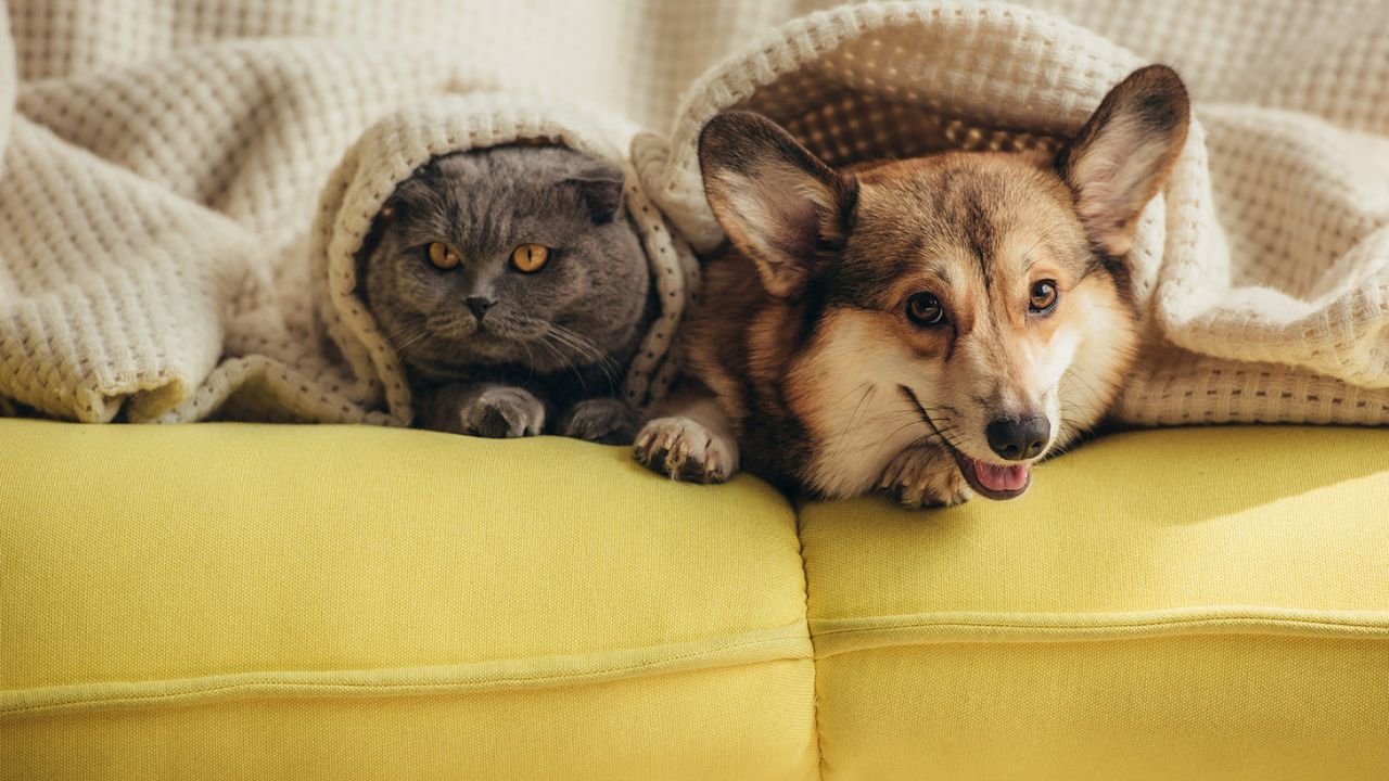 Como proteger seus animais do frio