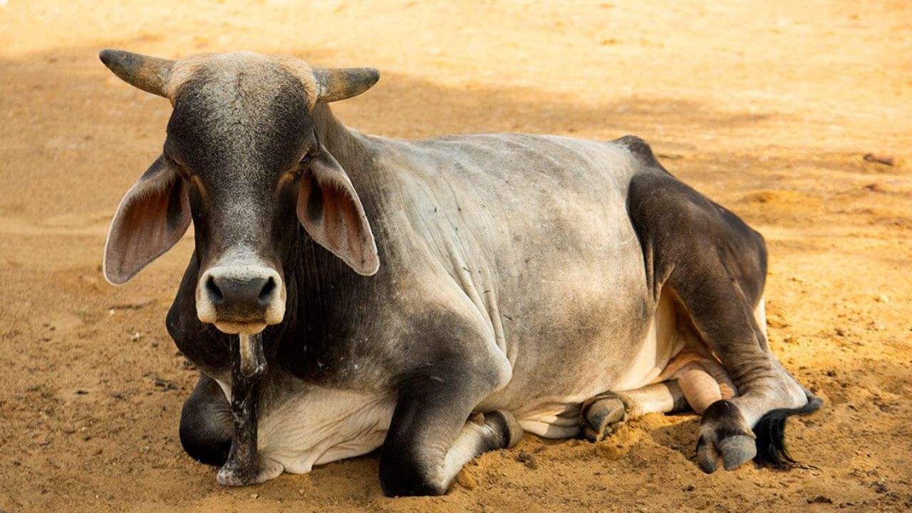 Como proteger seus animais do frio