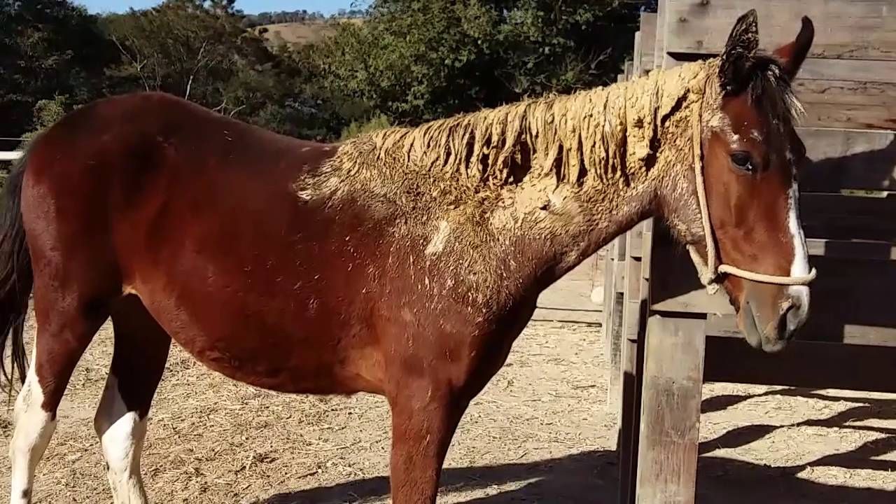 Maiores cuidados com a crina de um cavalo