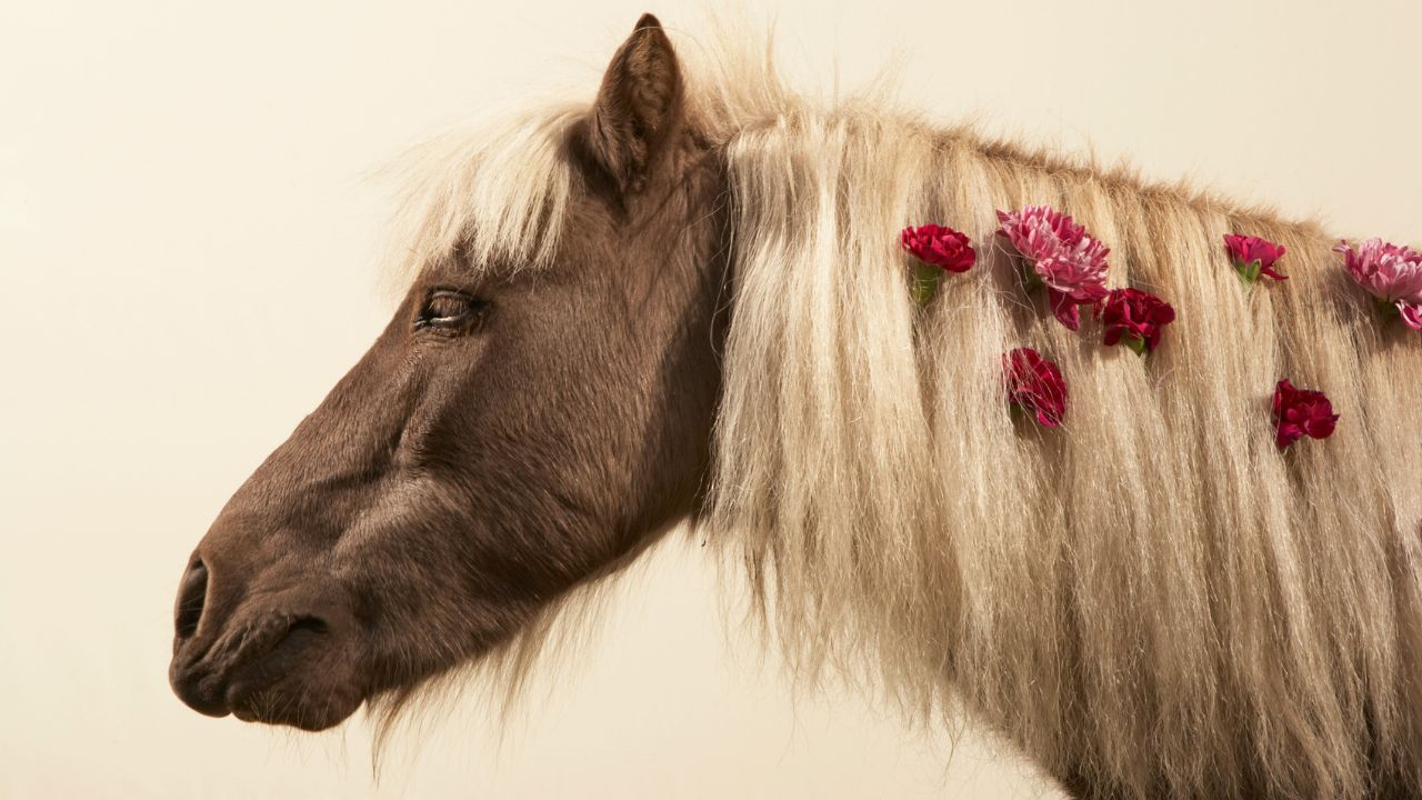 Maiores cuidados com a crina de um cavalo