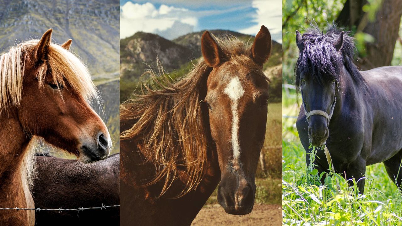 Maiores cuidados com a crina de um cavalo