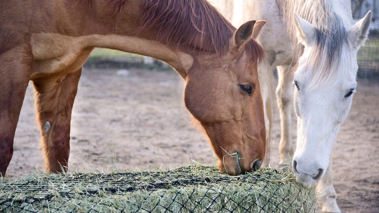 Maiores erros na alimentação de cavalos