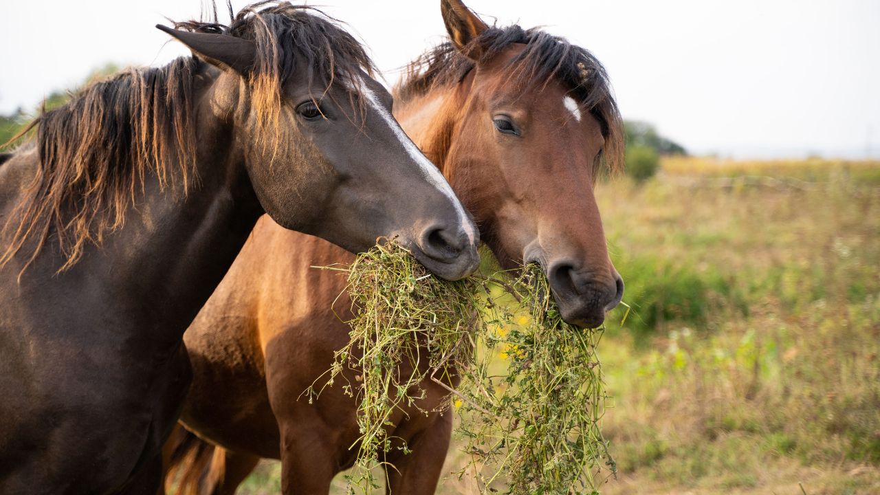 Maiores erros na alimentação de cavalos