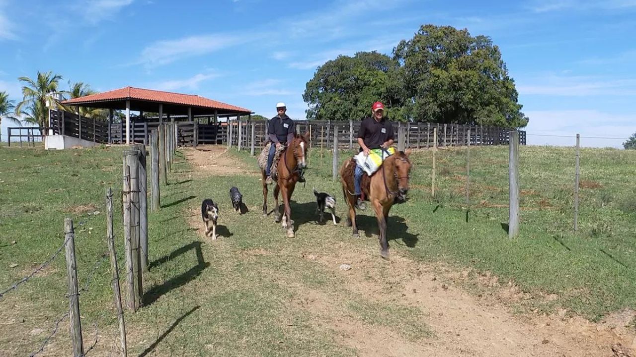 Maiores erros na alimentação de cavalos