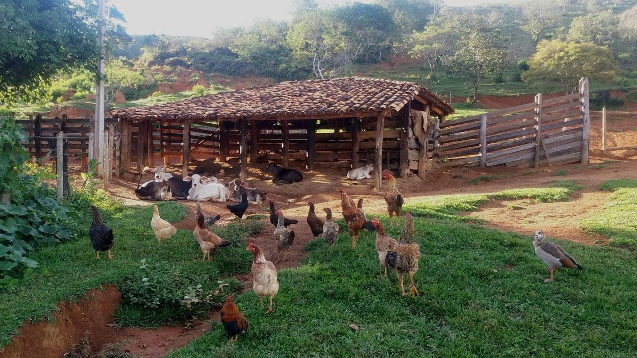 Maiores vantagens da vida na roça