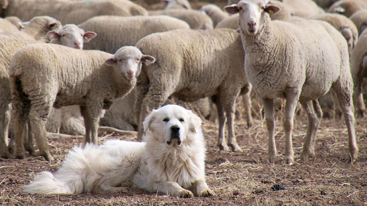 Raças de cães para proteger sua fazenda com eficiência