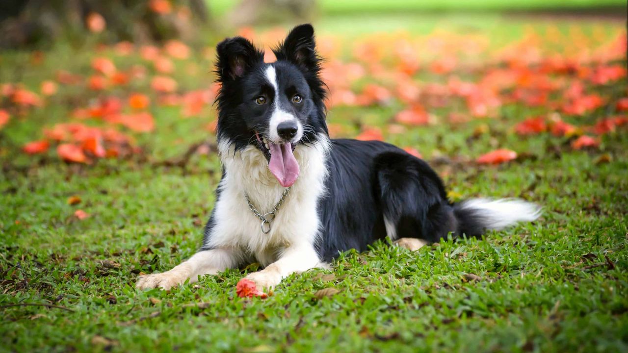 Raças de cães para proteger sua fazenda com eficiência