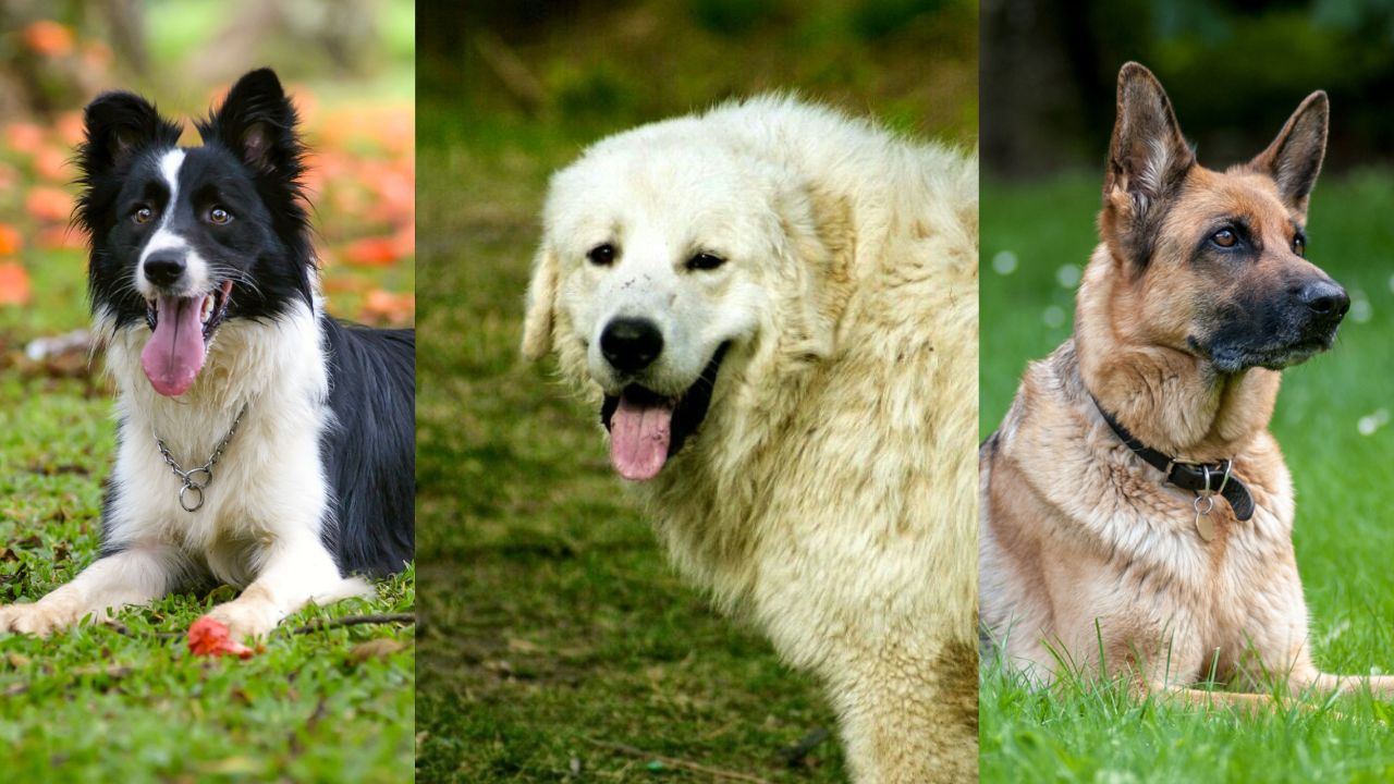 Raças de cães para proteger sua fazenda