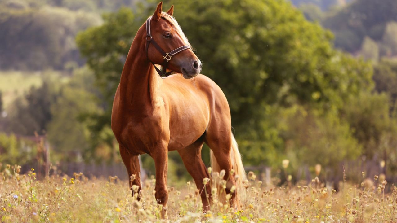 Tudo sobre as pelagens dos cavalos