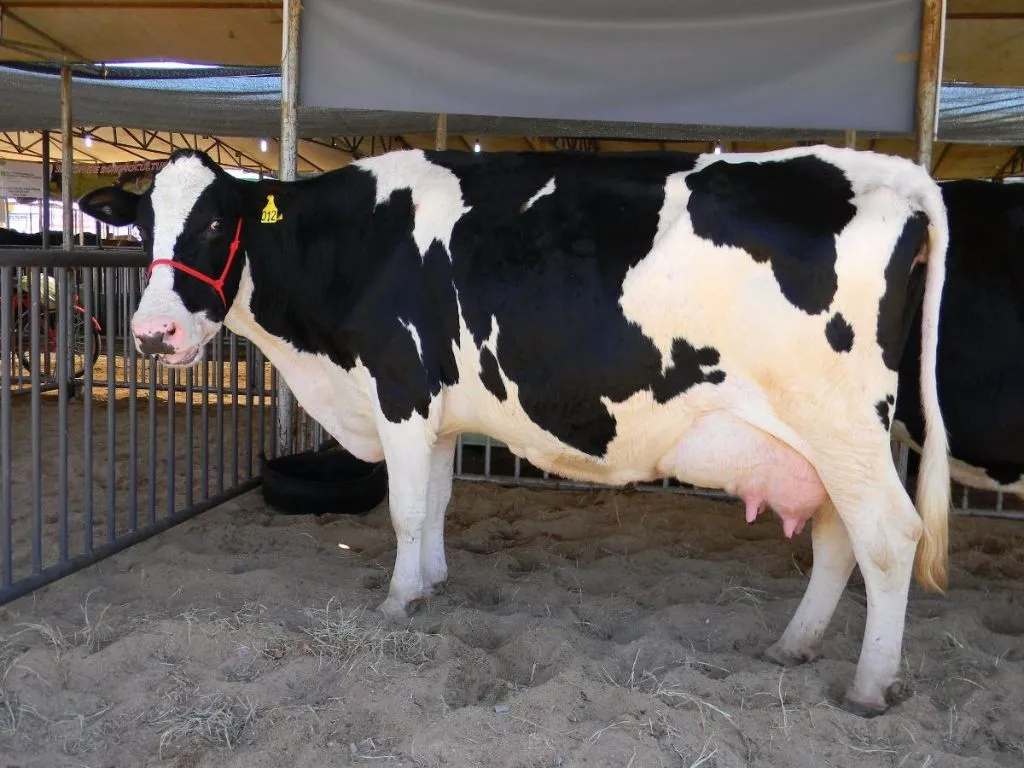 Vaca-leiteira-1