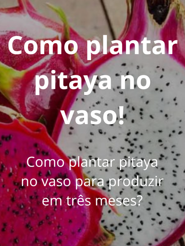 Como plantar pitaya no vaso
