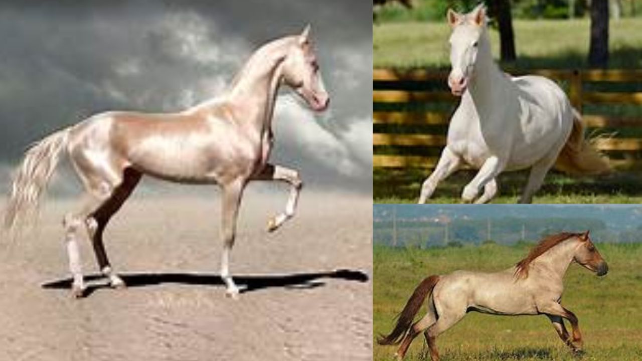 Cavalo Cremelo: O majestoso cavalo de pelagem creme