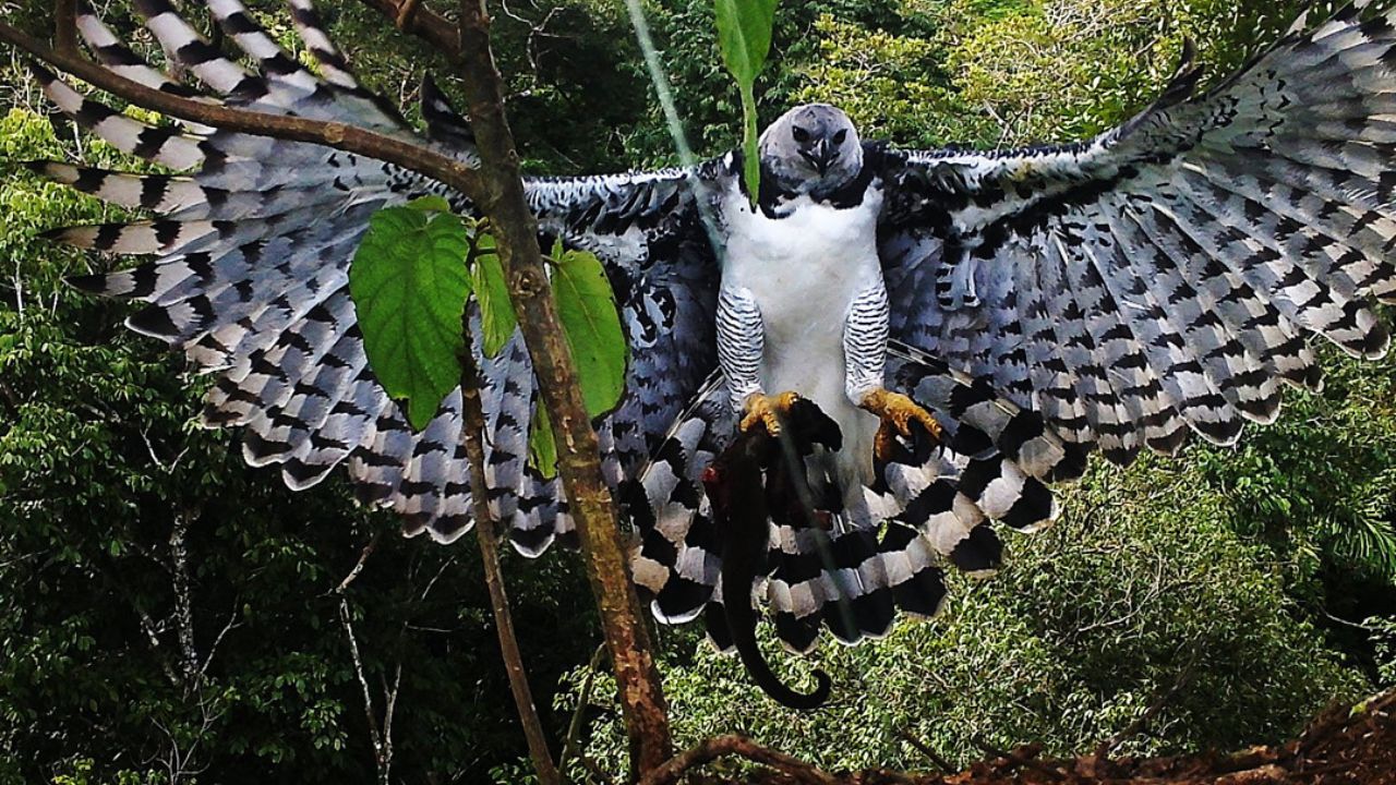 Quais são as 7 aves de rapina mais raras do mundo (3)