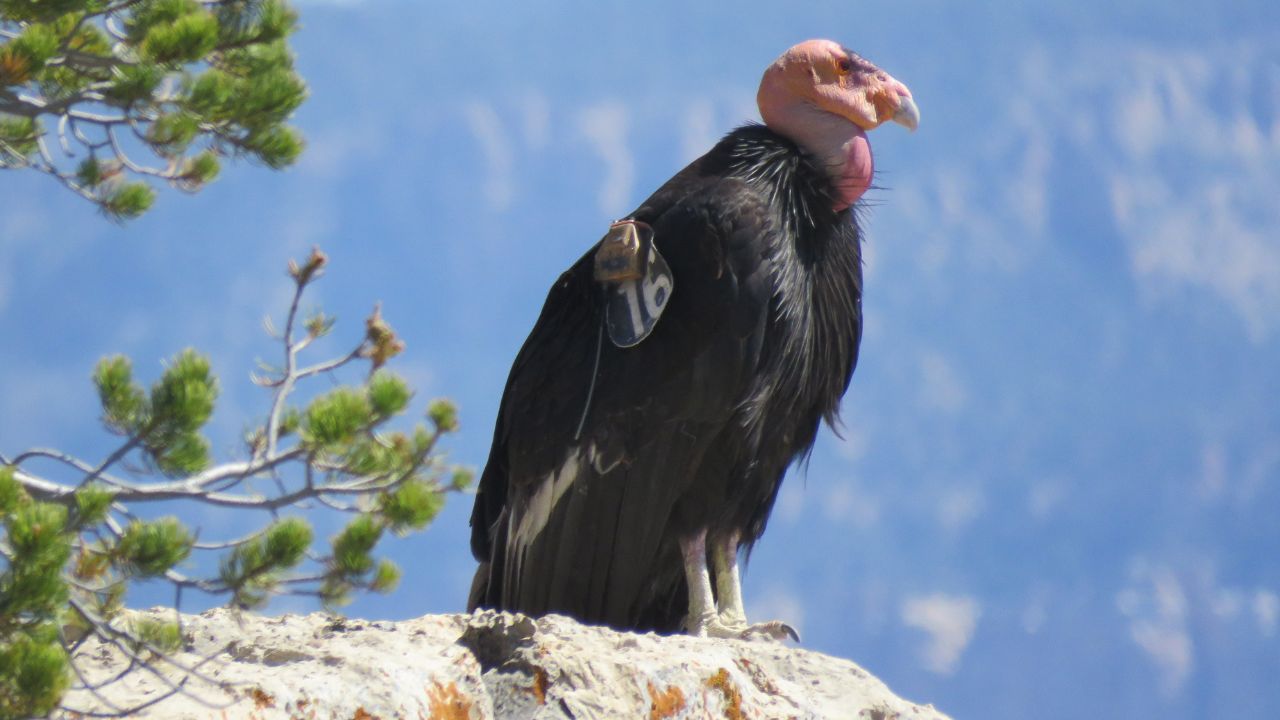 Condor-da-califórnia