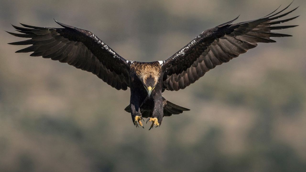 Quais são as 7 aves de rapina mais raras do mundo