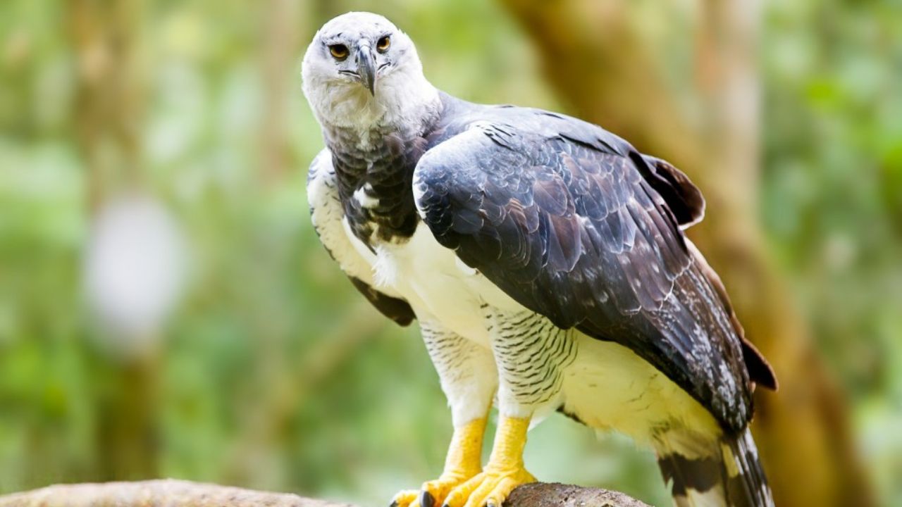 Quais são as 7 aves de rapina mais raras do mundo