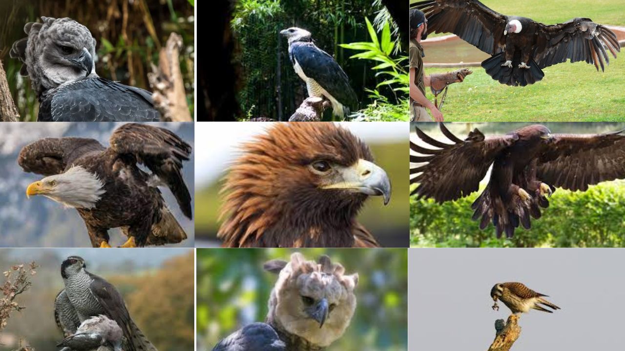 Quais são as 7 aves de rapina mais raras do mundo