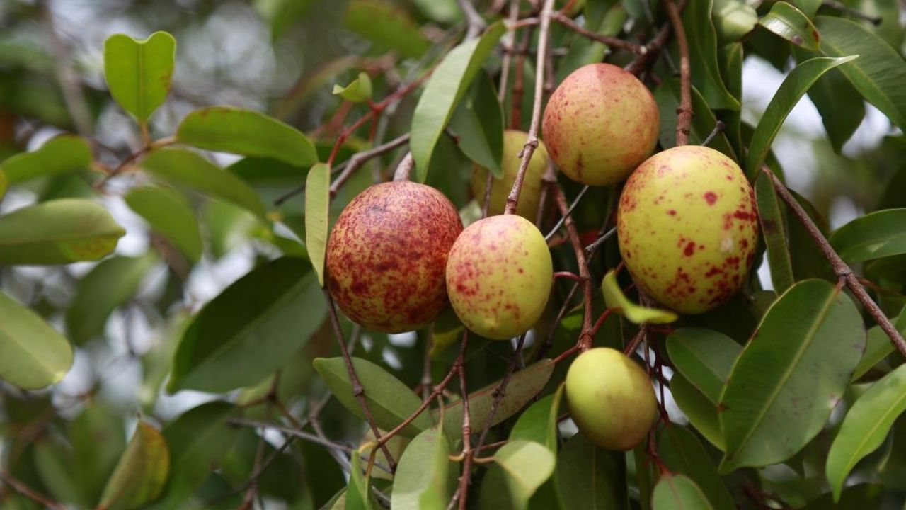 7 Benefícios da Mangaba para Saúde