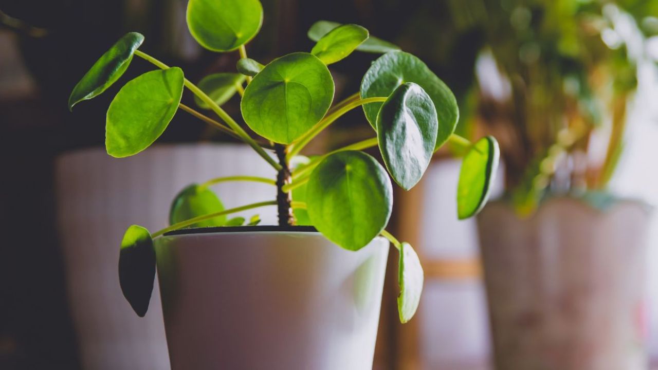 7 Plantas que Atraem Dinheiro