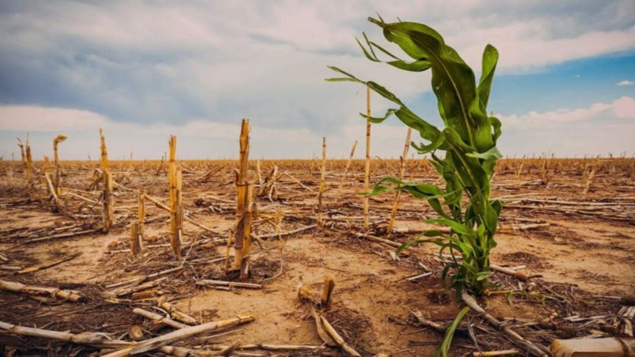 Agricultura Resiliente à Seca