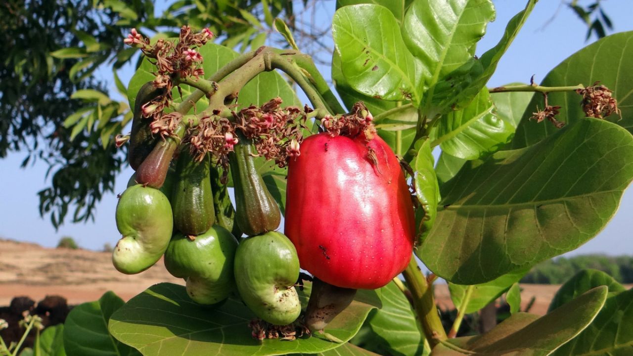 Benefícios de Cultivar Frutas Frescas em Casa