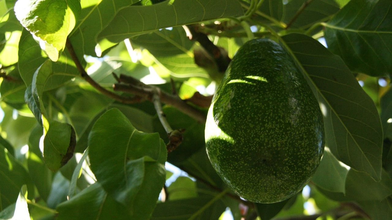 Benefícios de Plantar Abacateiro no Seu Quintal