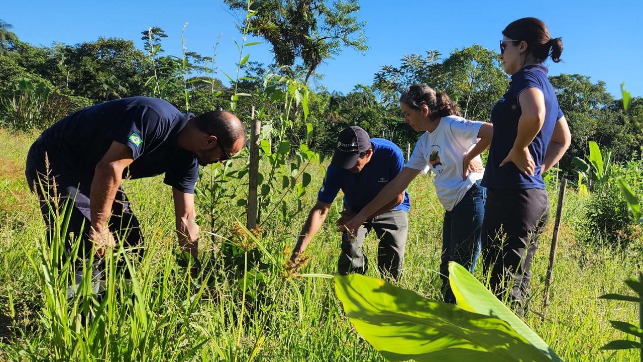 Benefícios do Plantio de Árvores na Recuperação de Áreas Degradadas