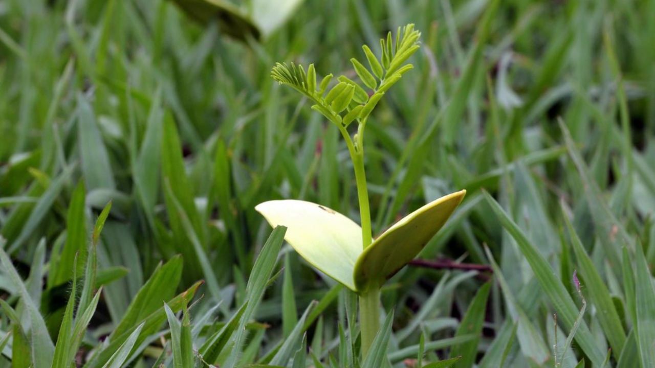 Capacidade de Regeneração de Algumas Plantas