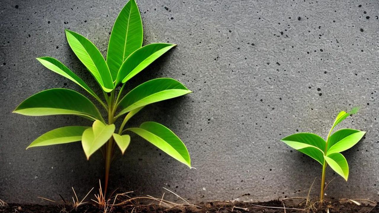 Capacidade de Regeneração de Algumas Plantas