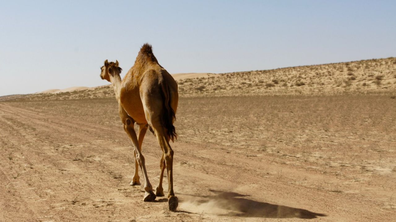 Estratégias de Sobrevivência de Animais no Deserto