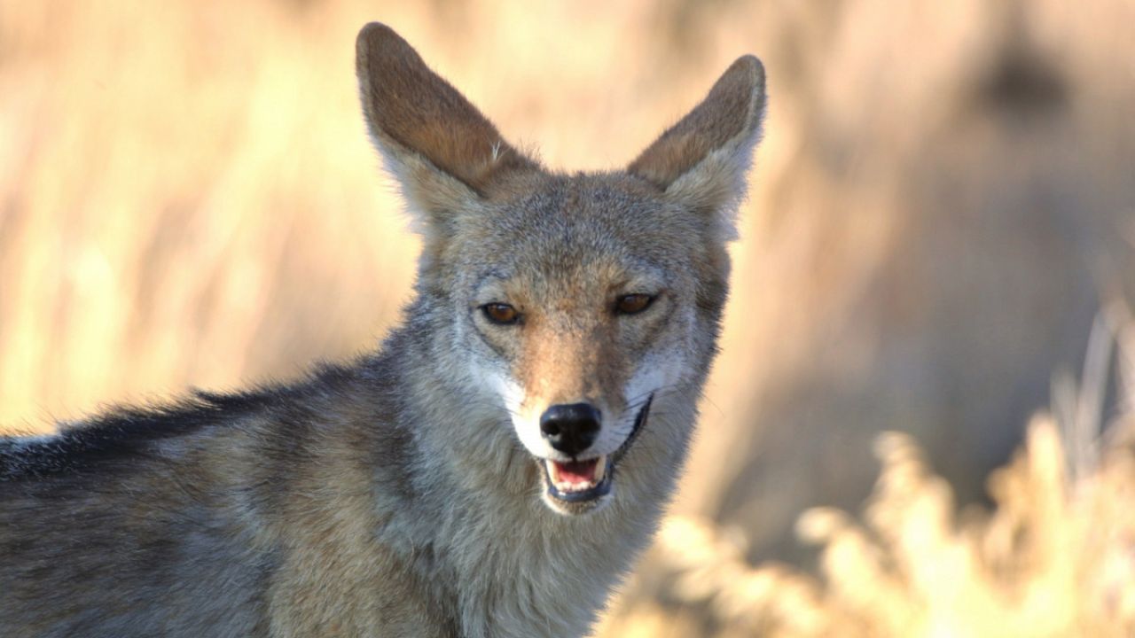 Estratégias de Sobrevivência de Animais no Deserto