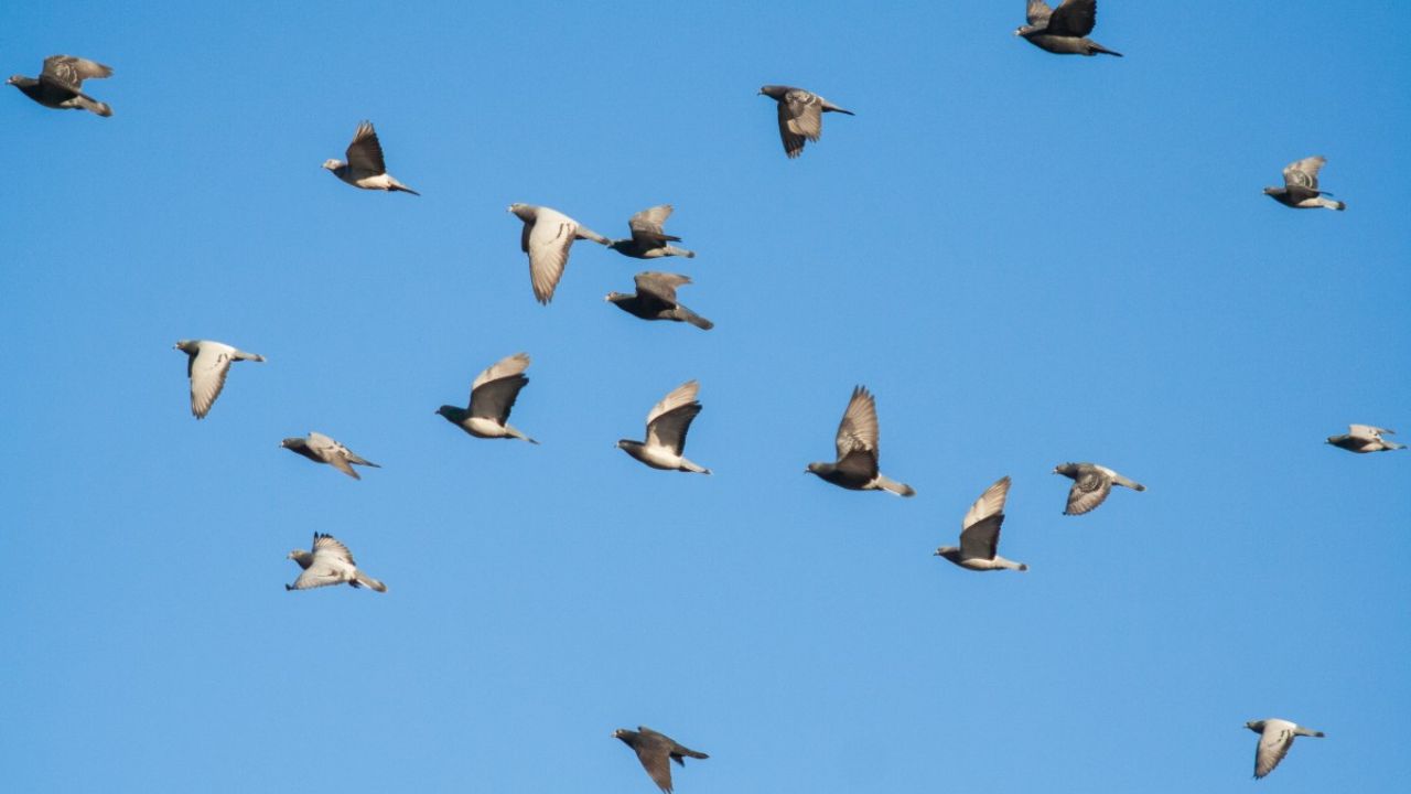 Extraordinárias Migrações de Aves Pelo Globo