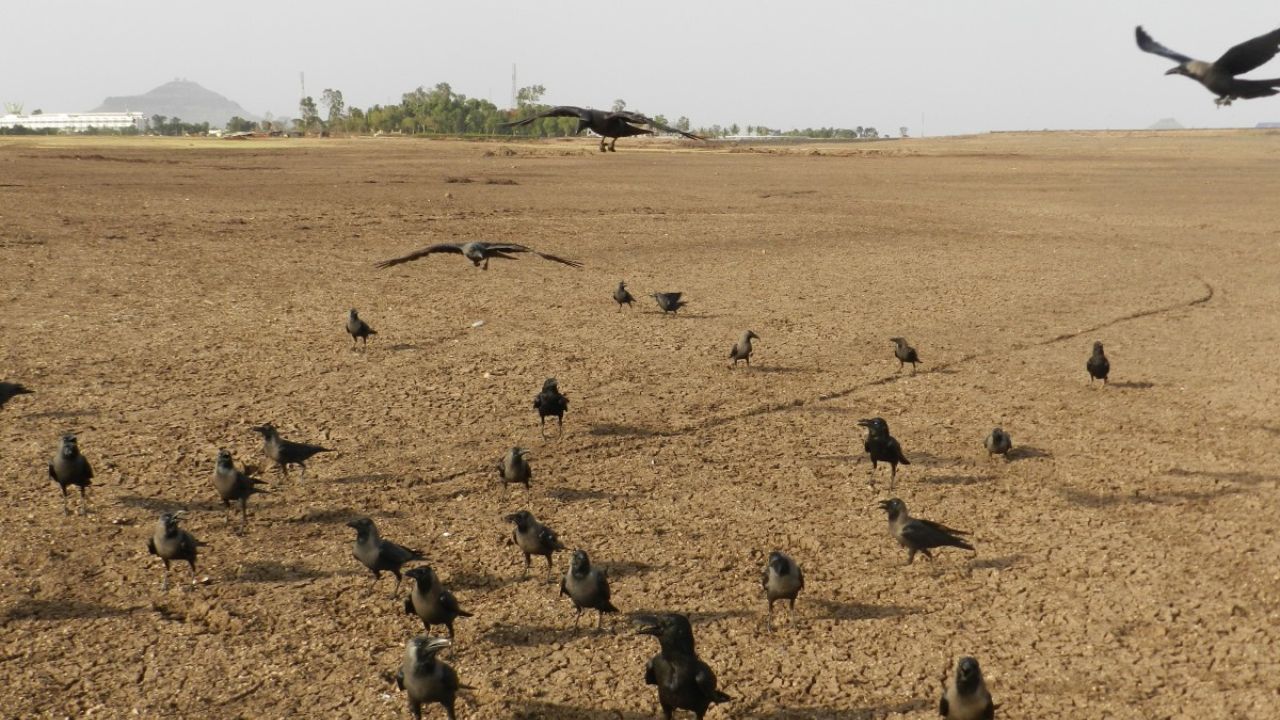 Extraordinárias Migrações de Aves Pelo Globo