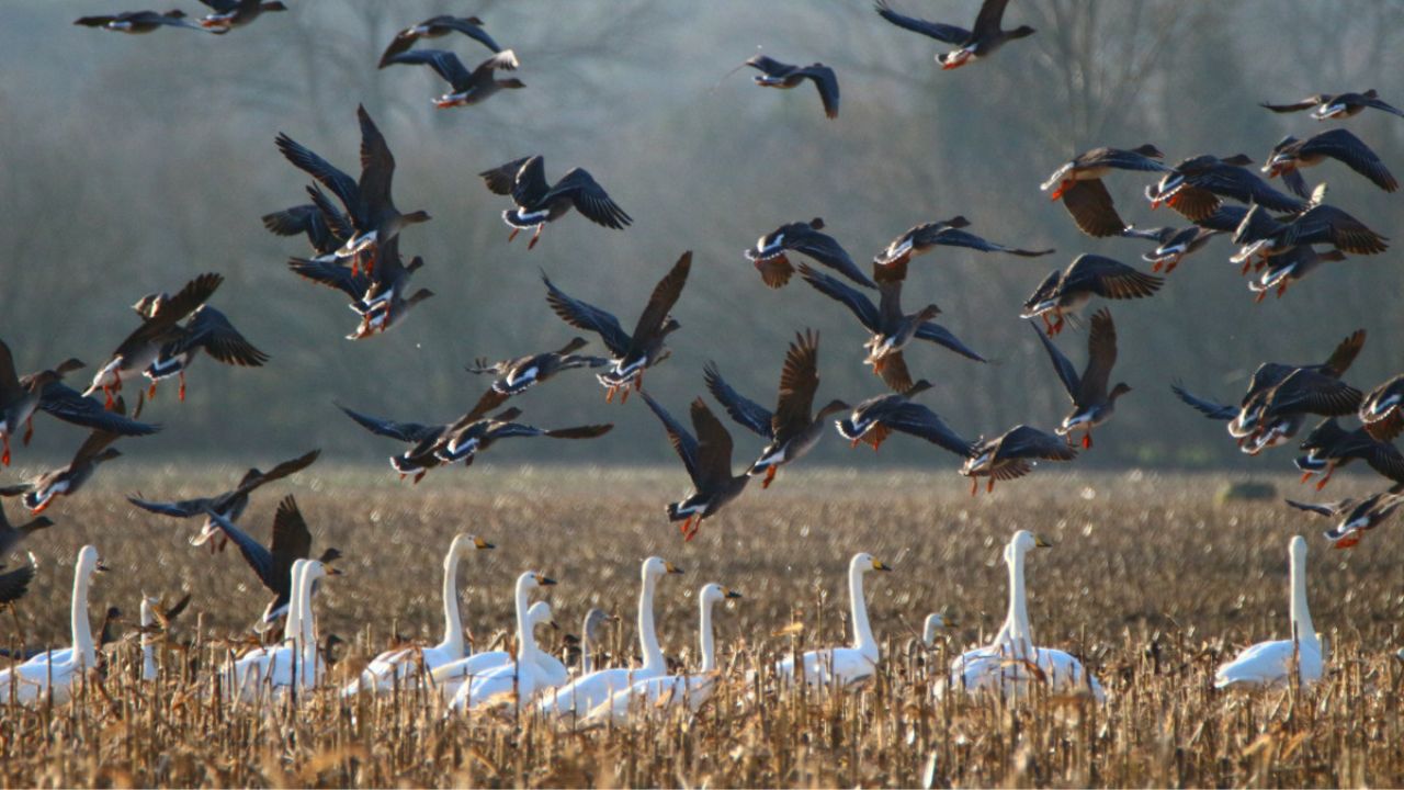 Extraordinárias Migrações de Aves Pelo Globo