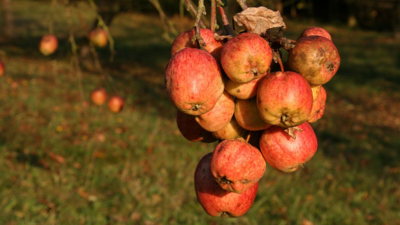 Fruta mais doce