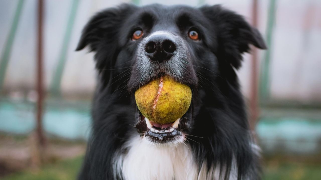 Inteligência de Certos Animais Domésticos