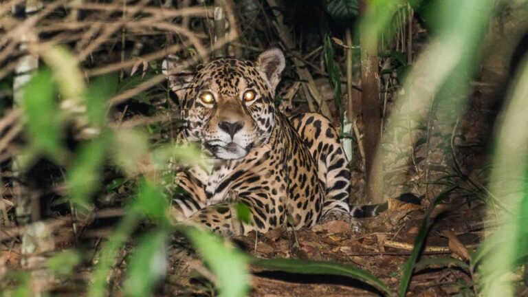 Maior Animal do Brasil