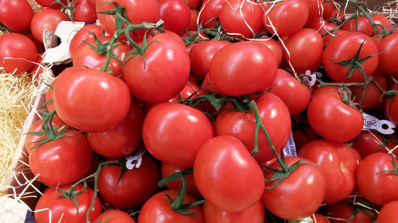 Maior Exportador de Tomates