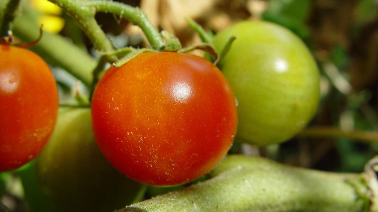 Maior Exportador de Tomates