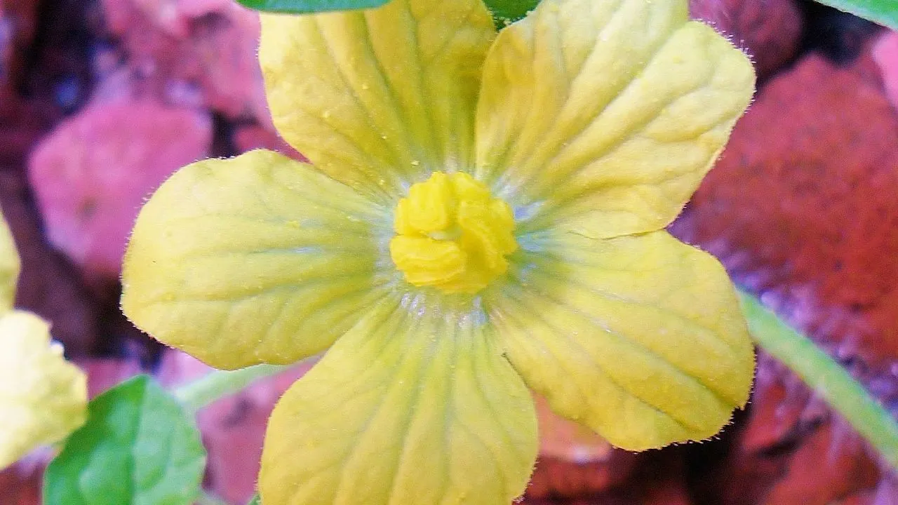 Mistérios das Flores que Só Desabrocham à Noite