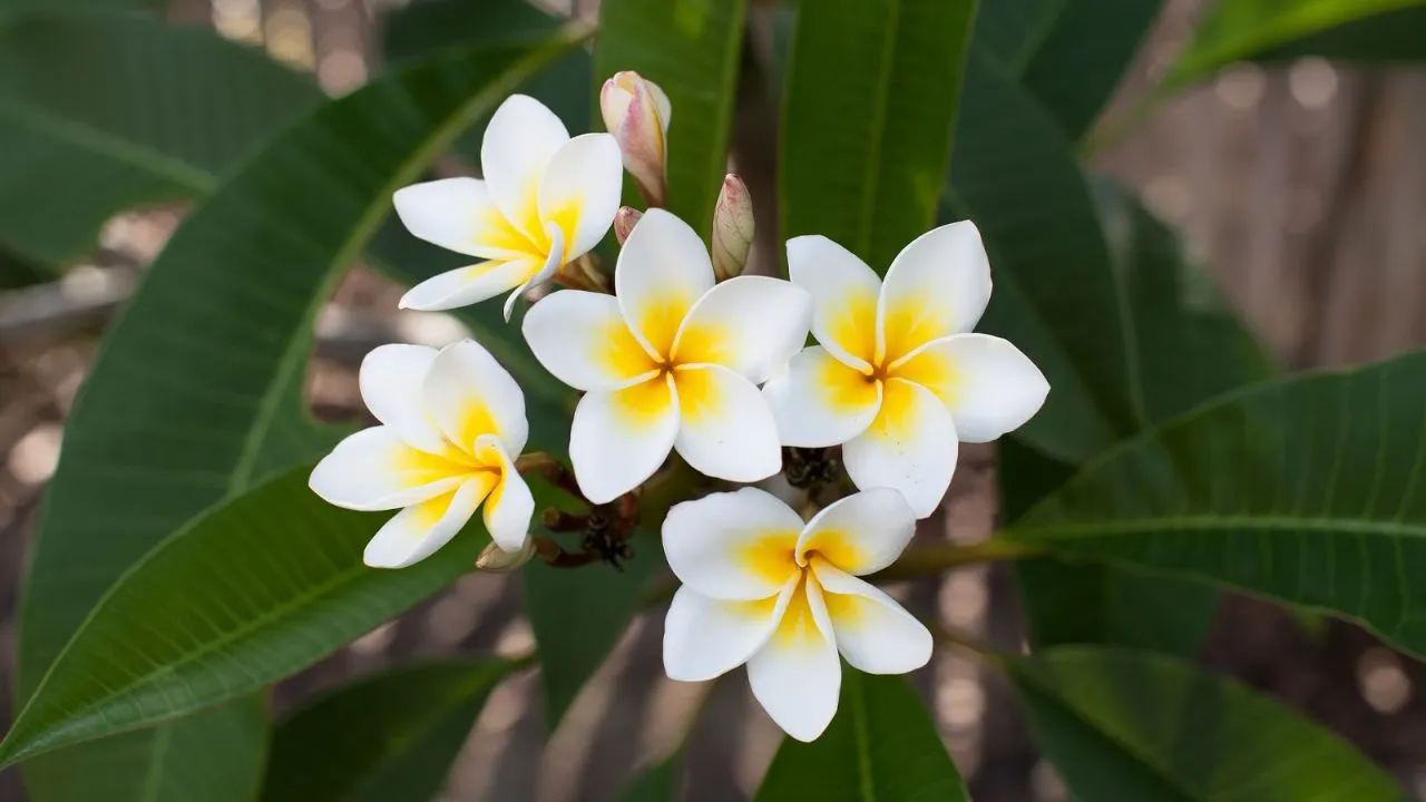 Mistérios das Flores que Só Desabrocham à Noite