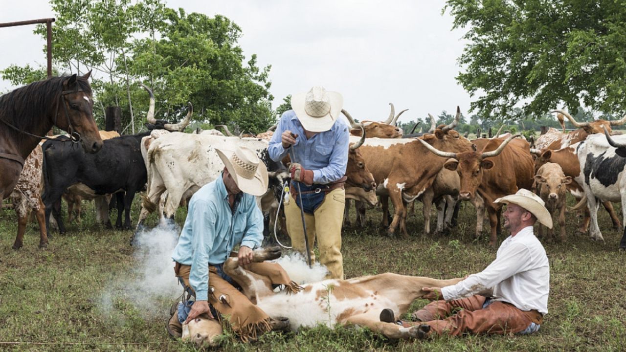 Primeiros Passos para Ter uma Fazenda