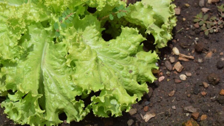 Qual é o Tipo de Alface mais Nutritivo